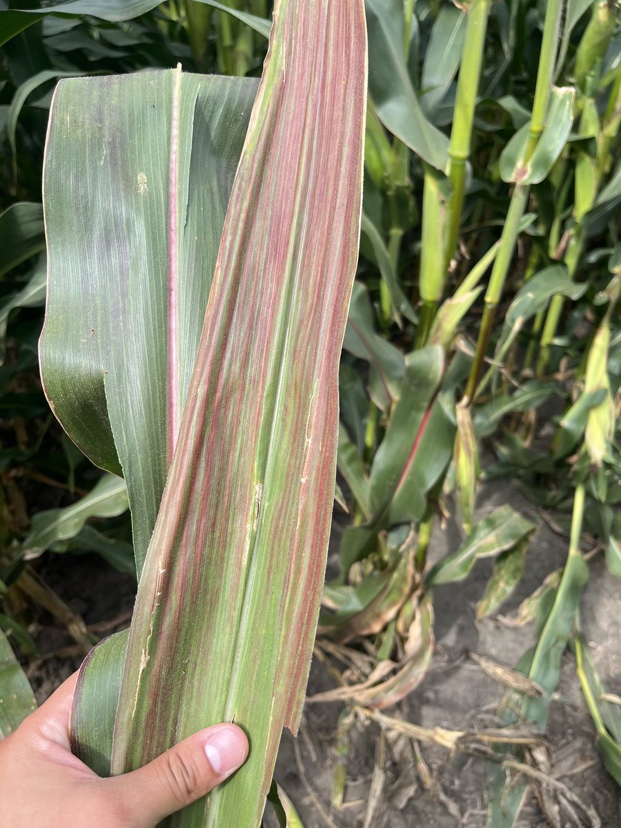 Alejandro Olmedo-Velarde (@aov_olmedovelar) on Twitter photo Today was a nice half day in the field, scouting for some virus-like symptoms, and insects, in soybean and corn with <a href="/ALarreaS7/">Adriana Larrea-S</a> and kind guidance of <a href="/Jgonzacu/">José González</a> <a href="/dsmuelle/">Daren Mueller</a> <a href="/PlantPathISU/">ISU Plant Pathology</a> Today was a nice half day in the field, scouting for some virus-like symptoms, and insects, in soybean and corn with <a href="/ALarreaS7/">Adriana Larrea-S</a> and kind guidance of <a href="/Jgonzacu/">José González</a> <a href="/dsmuelle/">Daren Mueller</a> <a href="/PlantPathISU/">ISU Plant Pathology</a>