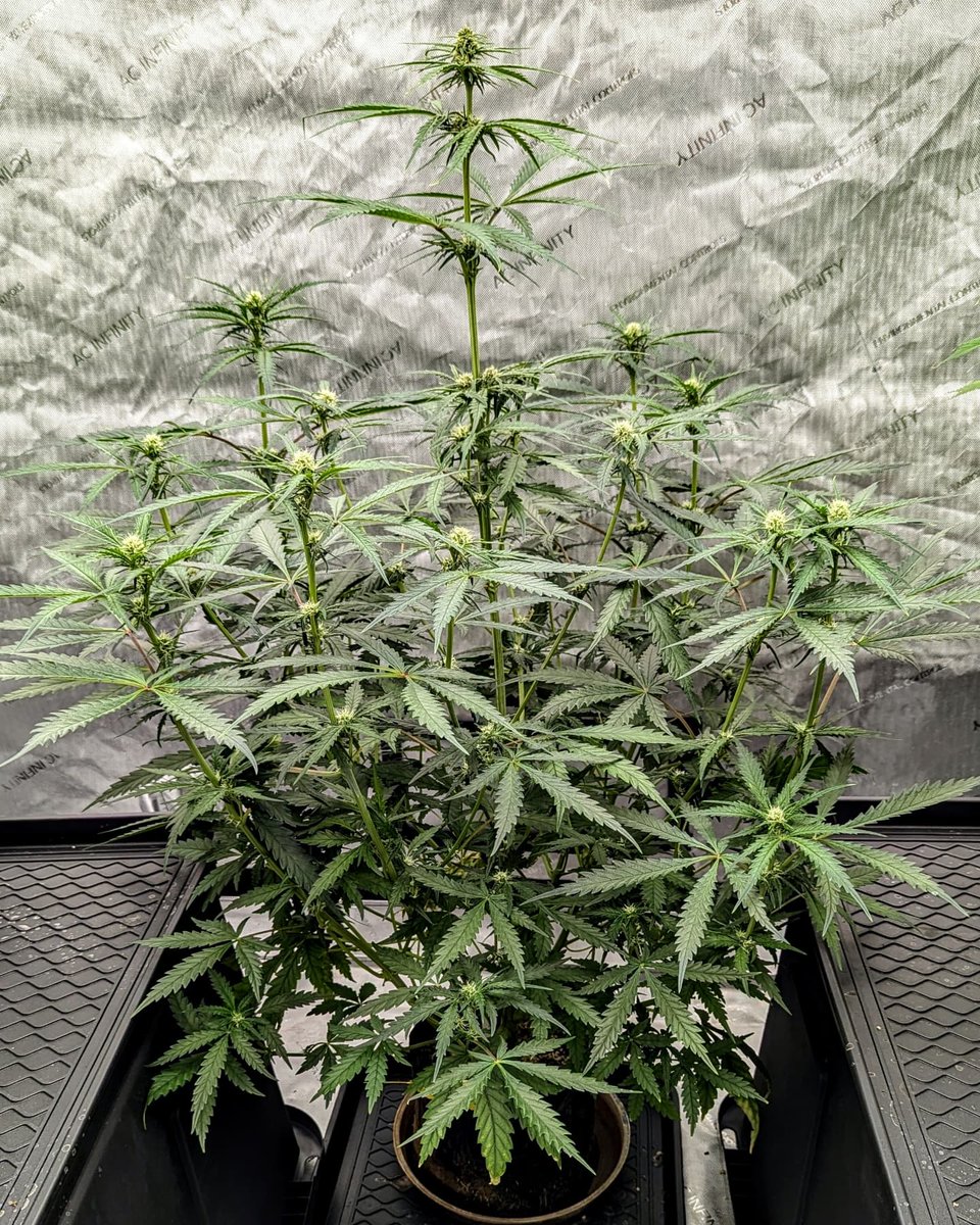 SmashGrows's tweet photo. My Chimera #3 #AutoFlower by #SmokingMonkeyGenetics She cracked 3ft in a #1GallonPot Now stands at 38 inches and still reaching at day 48.
Really impressed with @GreenleafNutes #MegaCrop 1 part, Sea-k kelp, & Bud Explosion PK. I'll be using them going forward.
#1GallonGrow https://t.co/QuAR09Ox26