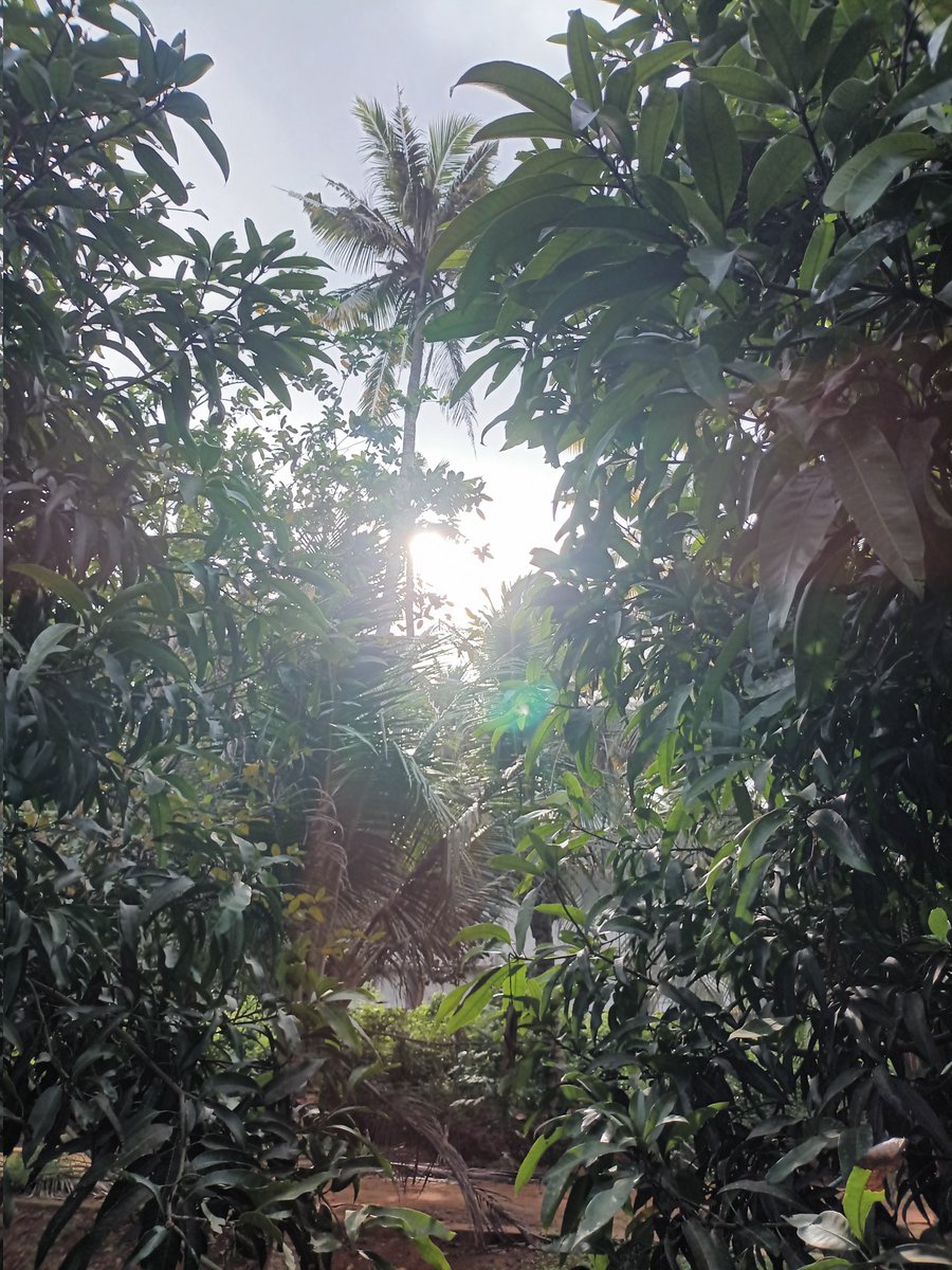 Reenurita26's tweet photo. A morning symphony played by nature! #InMyView https://t.co/VkFvu7zpGQ