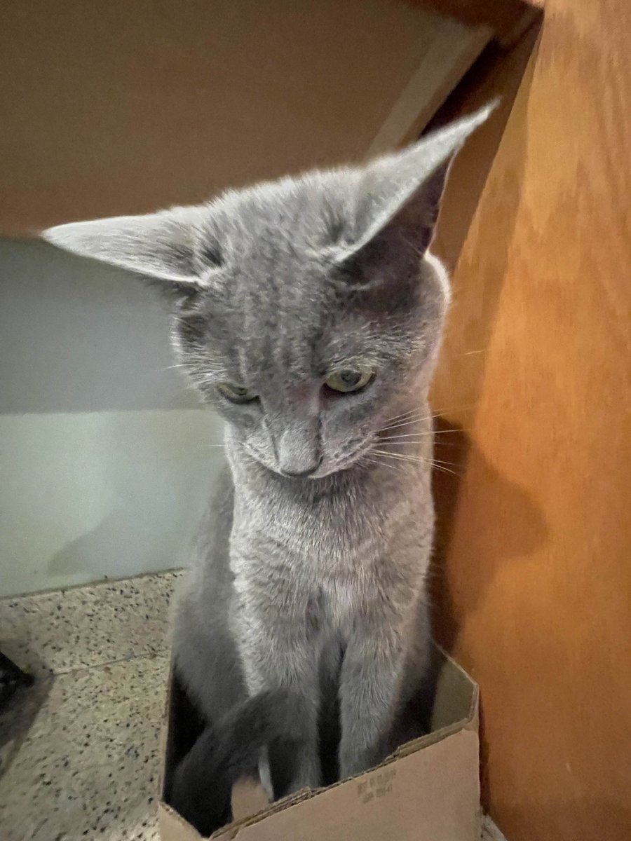 flounder_ssb's tweet photo. @Catsillyness https://t.co/nGO6dZjqdn