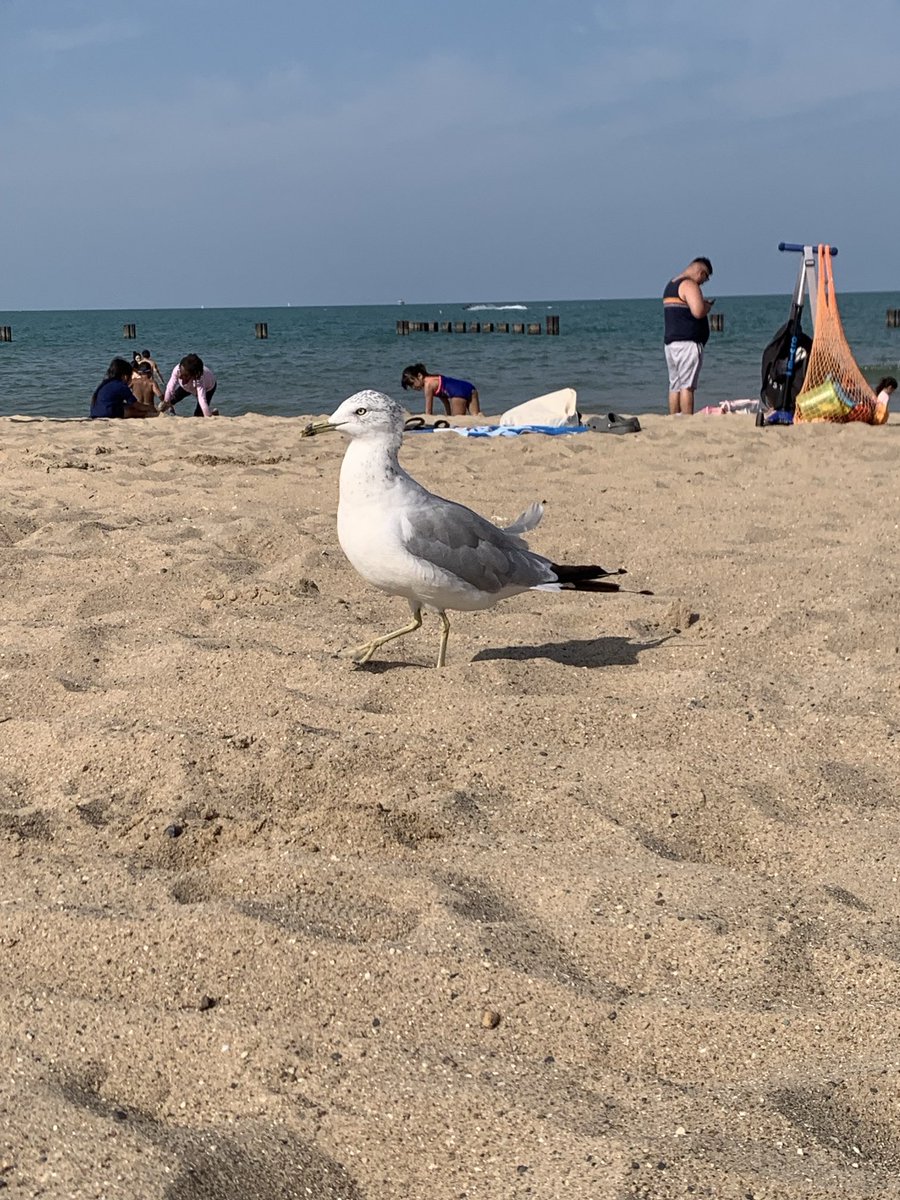 magmapuddle's tweet image. first beach day in chicago!!