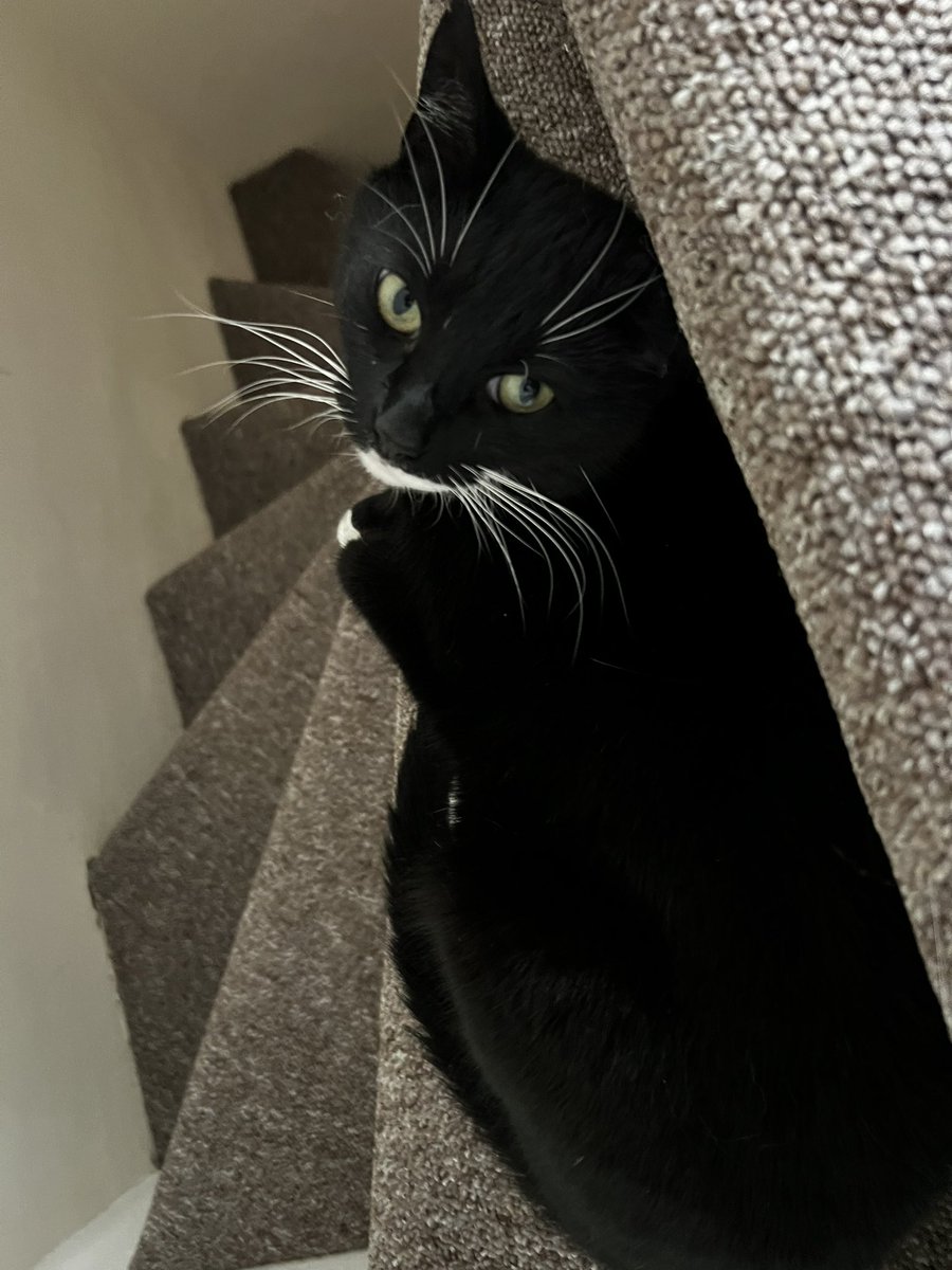 Nia Ireland🎧📚🏴🟰🟰 Most Sublime tweet media