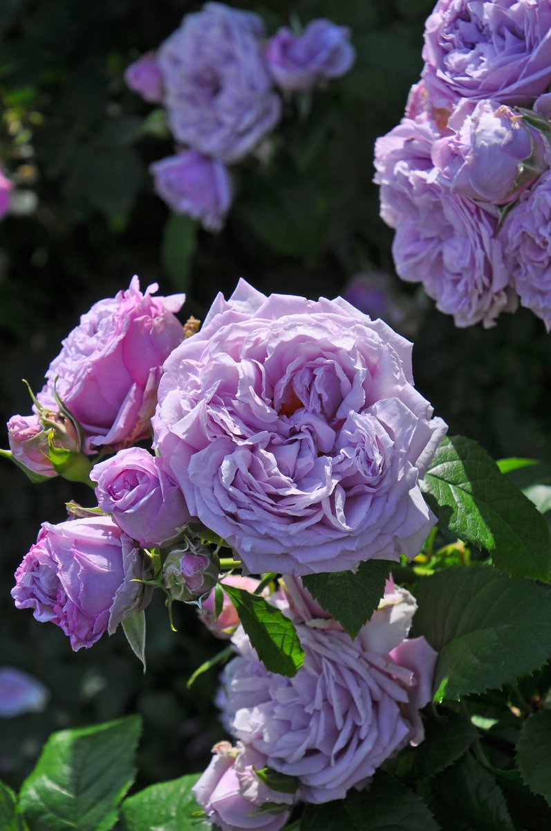 rosa_orientis's tweet photo. #ルシエルブルー #LeCielBleu
美しい藤色の花色に可愛らしいロゼット咲き 耐病性に優れ育てやすく扱いやすい初心者向きのパープルローズ
【公式本店】https://t.co/KCtoPeHduj
【楽天店】https://t.co/XQRkWn5x4D https://t.co/x5hZLObJ5C