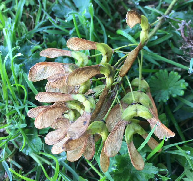 Atypical myopathy: important vet advice for every horse owner yourhorse.co.uk/horse-care/vet…