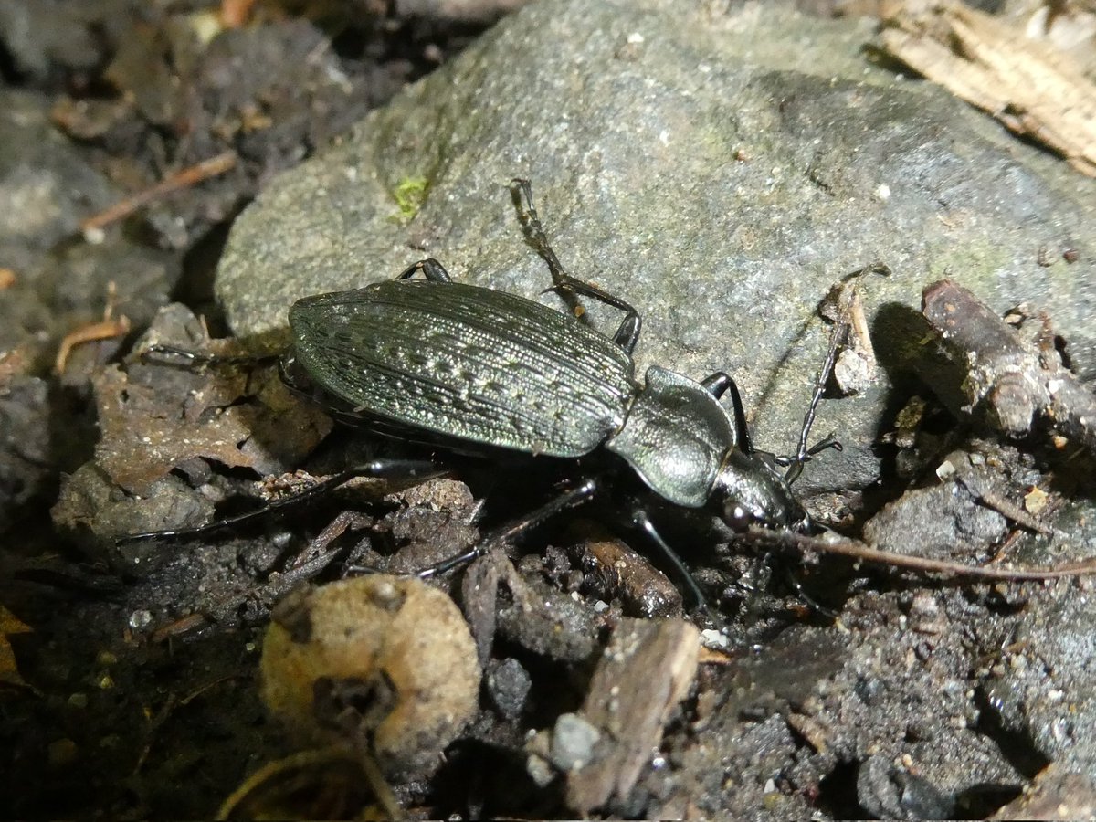 エゾアカガネオサムシ

北海道で1番多く見られたオサムシ。黒い個体や緑の光沢を帯びた個体もいました。