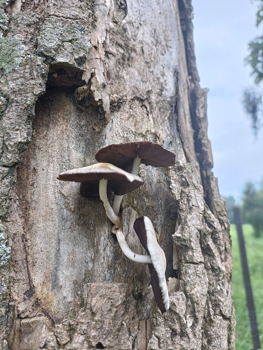 Rahul kumar (@rahulch48054598) on Twitter photo Fungi are the interface organisms between life and death
#WFD2024 <a href="/mycoasia/">MycoAsia Journal of modern mycology</a> Fungi are the interface organisms between life and death
#WFD2024 <a href="/mycoasia/">MycoAsia Journal of modern mycology</a>