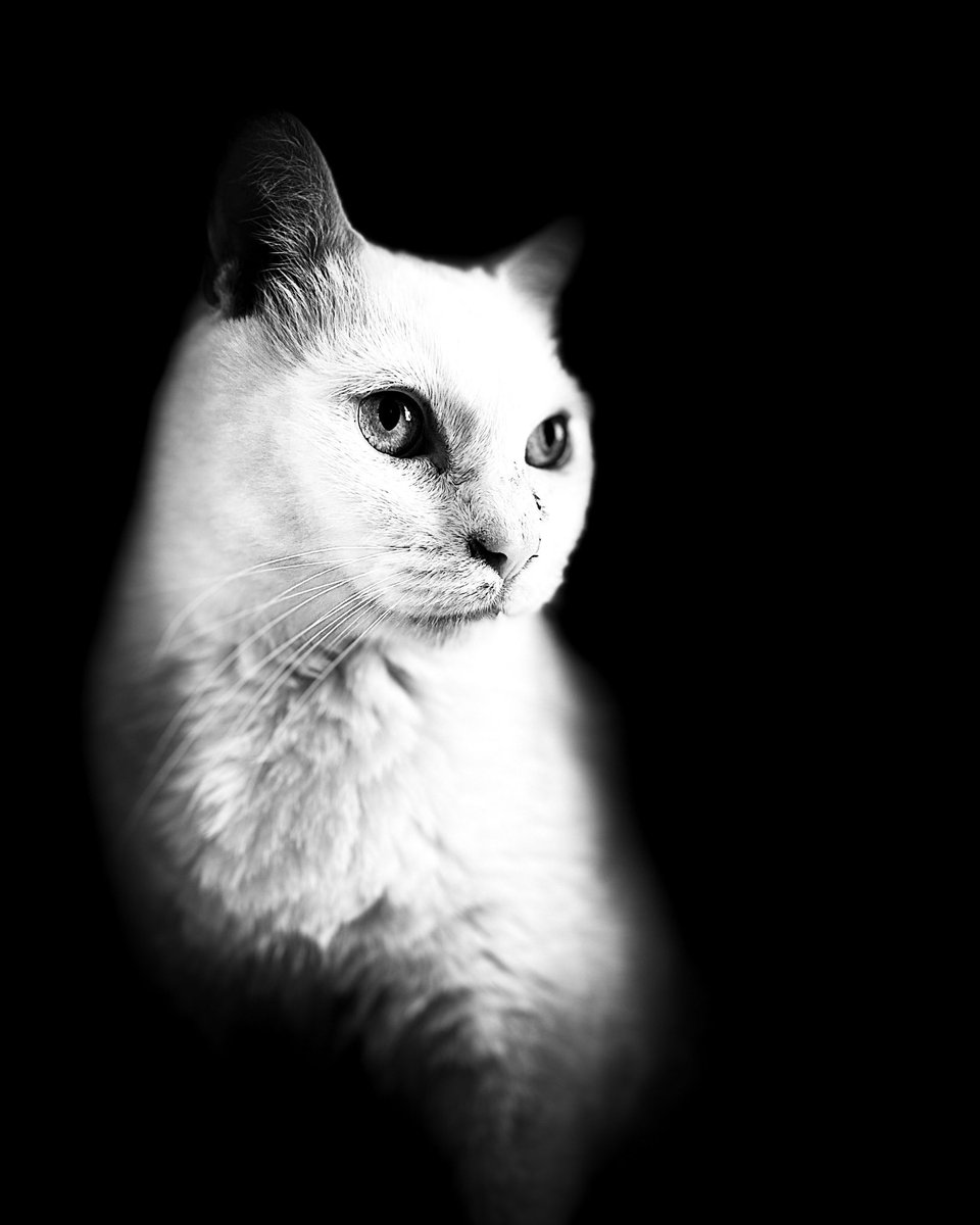AndresVideoNerd's tweet photo. @Catsillyness Meet Tommy. May he rest in peace. 🥹 https://t.co/JlIingfDRG