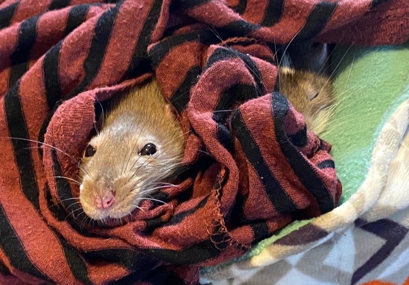 owloree's tweet photo. anyways look at my pet rats https://t.co/1zVUqJ0L3b