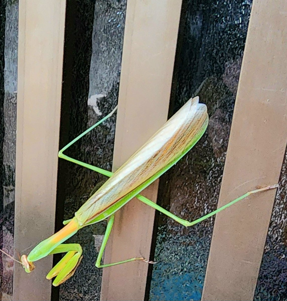 初カマキリ  もうすぐ秋…来るのか🤔
職場に初シオカラトンボも飛んでたよ！