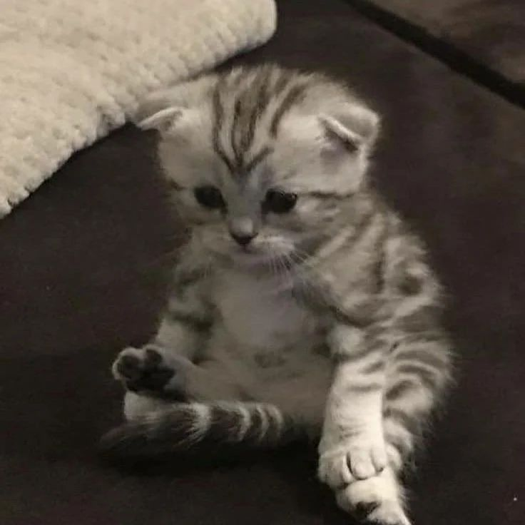 Punch Cat (@punchingcat) on Twitter photo 