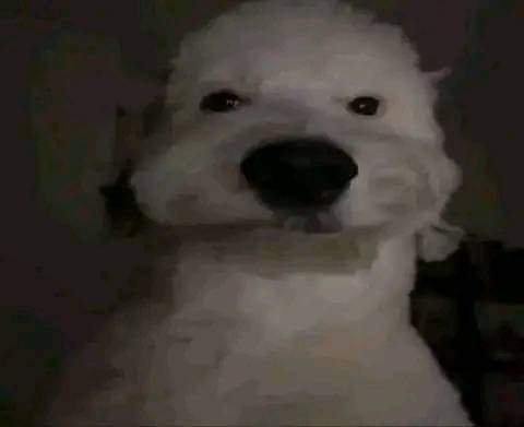 V4MPiR3_l's tweet photo. @mouseatcheese aAJAJAJDJAJA https://t.co/cCkJUhGsjf