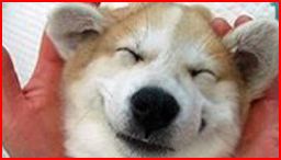 OsakaVolunteer's tweet photo. \継続/パピーウォーカー(子犬飼育ボランティア)🐶🐾
#聴導犬 #介助犬 の候補犬をあなたも育ててみませんか?
期間:ご都合に合わせてご相談
場所:各ご自宅
募集先:日本聴導犬協会 @nihon1chodoken
詳細
☞ https://t.co/j3RFc0NfEh
#M154 #パピーウォーカー https://t.co/pT6gGQMYq8