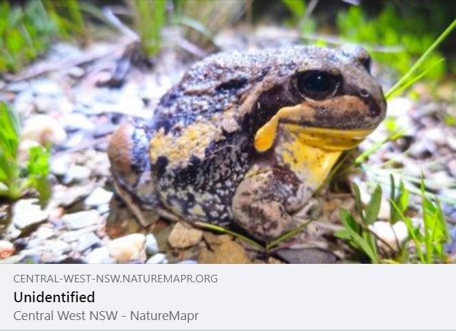 NatureMapr (@naturemapr) on Twitter photo We just had to share this contribution from Csteele4 as it is only the fourth ever sighting of the ๐๐ถ๐ฎ๐ป๐ ๐๐ฎ๐ป๐ท๐ผ ๐๐ฟ๐ผ๐ด or ๐๐ช๐ฎ๐ฏ๐ฐ๐ฅ๐บ๐ฏ๐ข๐ด๐ต๐ฆ๐ด ๐ช๐ฏ๐ต๐ฆ๐ณ๐ช๐ฐ๐ณ๐ช๐ด on NatureMapr ๐  Plus it is super cute!
central-west-nsw.naturemapr.org/sightings/4587โฆ
#NatureMapr #citizenscience We just had to share this contribution from Csteele4 as it is only the fourth ever sighting of the ๐๐ถ๐ฎ๐ป๐ ๐๐ฎ๐ป๐ท๐ผ ๐๐ฟ๐ผ๐ด or ๐๐ช๐ฎ๐ฏ๐ฐ๐ฅ๐บ๐ฏ๐ข๐ด๐ต๐ฆ๐ด ๐ช๐ฏ๐ต๐ฆ๐ณ๐ช๐ฐ๐ณ๐ช๐ด on NatureMapr ๐  Plus it is super cute!
central-west-nsw.naturemapr.org/sightings/4587โฆ
#NatureMapr #citizenscience