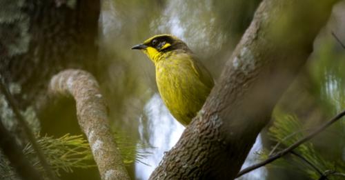 NatureMapr (@naturemapr) on Twitter photo Nice find by ๐๐ฟ๐ฒ๐๐๐ฐ๐ถ, with the first ๐ฌ๐ฒ๐น๐น๐ผ๐-๐๐๐ณ๐๐ฒ๐ฑ ๐๐ผ๐ป๐ฒ๐๐ฒ๐ฎ๐๐ฒ๐ฟ sighting on NatureMapr for the Canberra & Southern Tablelands region in over five months: canberra.naturemapr.org/sightings/4587โฆ
#NatureMapr #citizenscience #biodiversity #birdwatching Nice find by ๐๐ฟ๐ฒ๐๐๐ฐ๐ถ, with the first ๐ฌ๐ฒ๐น๐น๐ผ๐-๐๐๐ณ๐๐ฒ๐ฑ ๐๐ผ๐ป๐ฒ๐๐ฒ๐ฎ๐๐ฒ๐ฟ sighting on NatureMapr for the Canberra & Southern Tablelands region in over five months: canberra.naturemapr.org/sightings/4587โฆ
#NatureMapr #citizenscience #biodiversity #birdwatching