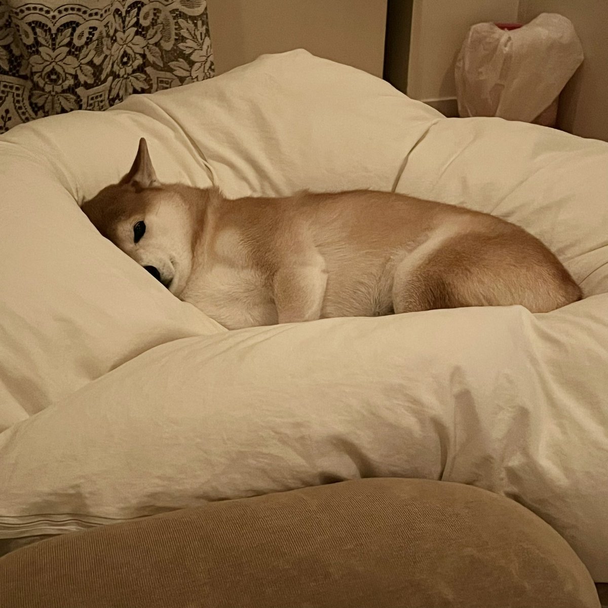 satyspy's tweet photo. 実家のTHE昭和な羽毛布団が、いつのまにかイヌをダメにするソファーみたいになってた🥹部屋ぐちゃぐちゃだけどあまりに幸せそうなので載せちゃう
#柴犬 https://t.co/LF45w9D9u6