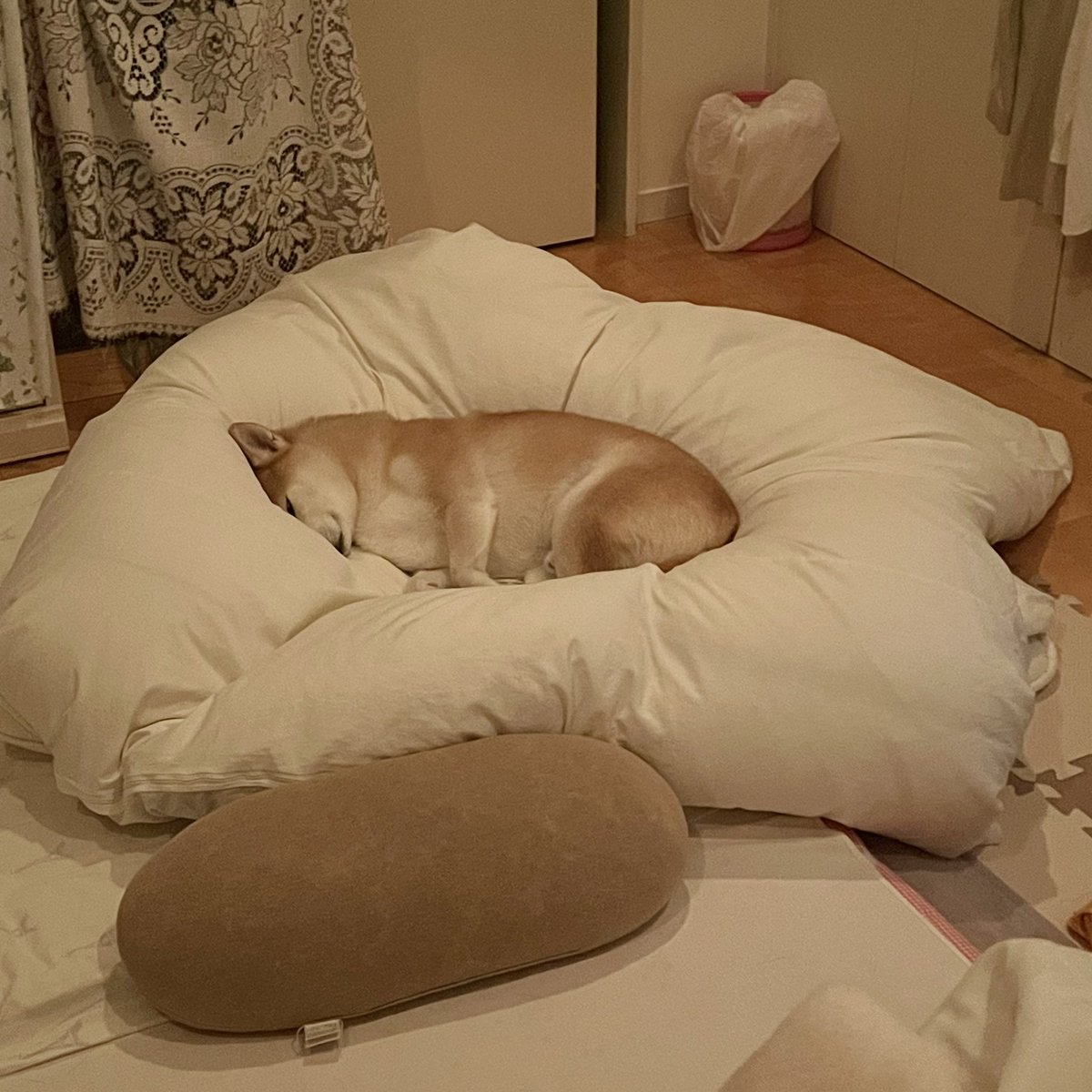 satyspy's tweet photo. 実家のTHE昭和な羽毛布団が、いつのまにかイヌをダメにするソファーみたいになってた🥹部屋ぐちゃぐちゃだけどあまりに幸せそうなので載せちゃう
#柴犬 https://t.co/LF45w9D9u6