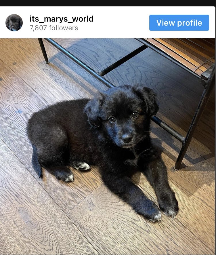 This is Mary the dog Lily Allen returned to the dog shelter for chewing her and family passports during covid. Claiming this ruined her life. 

She’s now saying she wants to adopt another dog!! 
Every dog shelter should put a ban on her ever having a dog!

Puppies chew and need