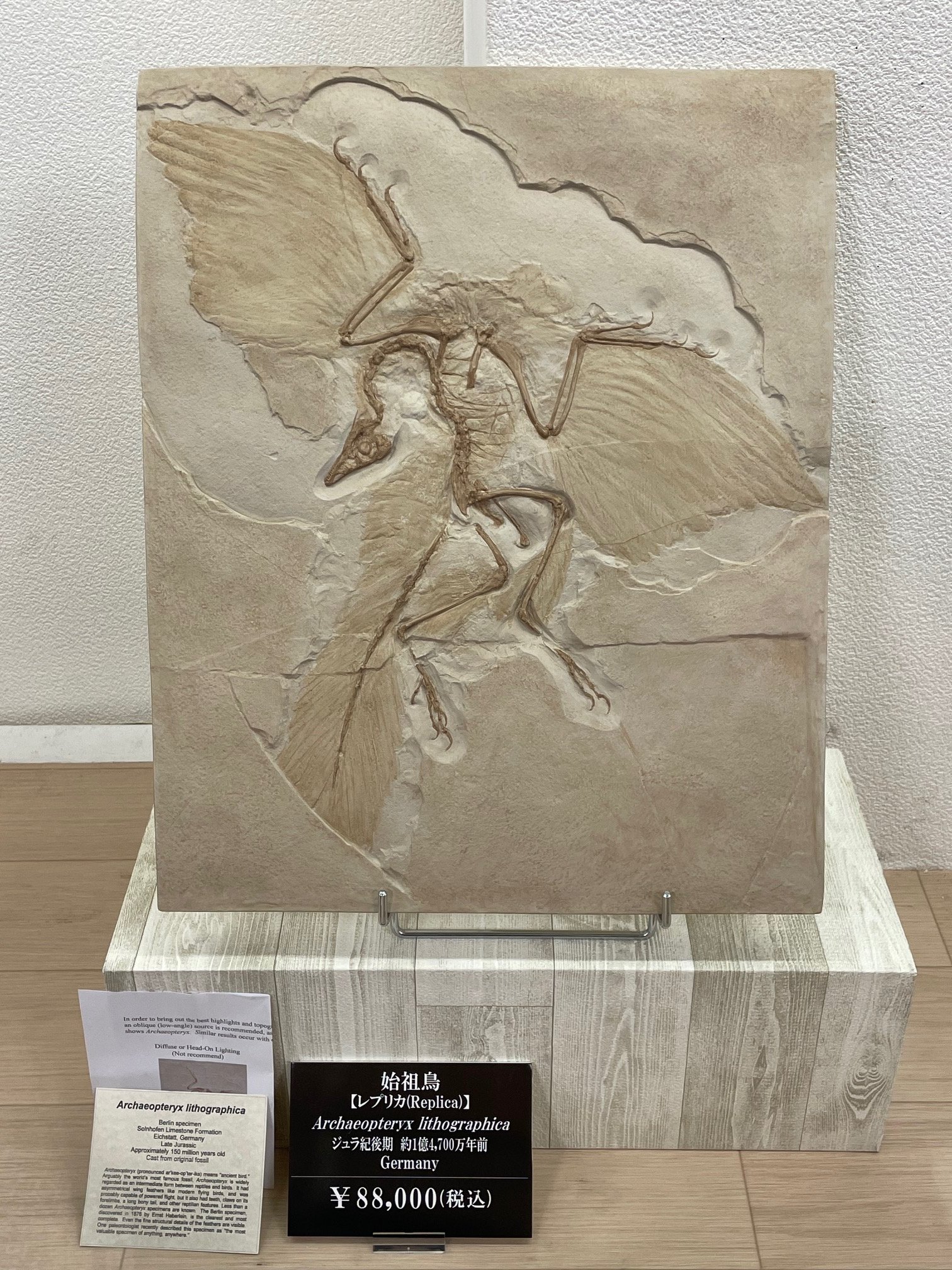 私の作った　ちぎり絵　始祖鳥の化石　木製ビンテージフレーム付き　ジュラ紀 始祖鳥レプリカ071｜恐竜・化石グッズの専門店 ふぉっしる