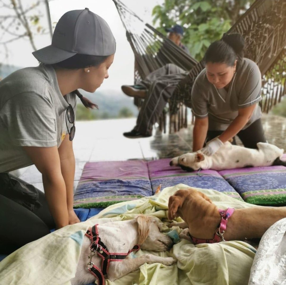 profestorm's tweet photo. Today is the day

Together we will make a difference in the world by supporting the @StormPawsOrg spaying &amp; neutering campaign

Sobering facts:

1 pair of dogs can lead to 67,000 puppies in 6 yrs

1 pair of cats can lead to 420,000 kittens in 7 yrs

Just 1 pair 🥺

@AnditaStorm https://t.co/93HjszaLrL