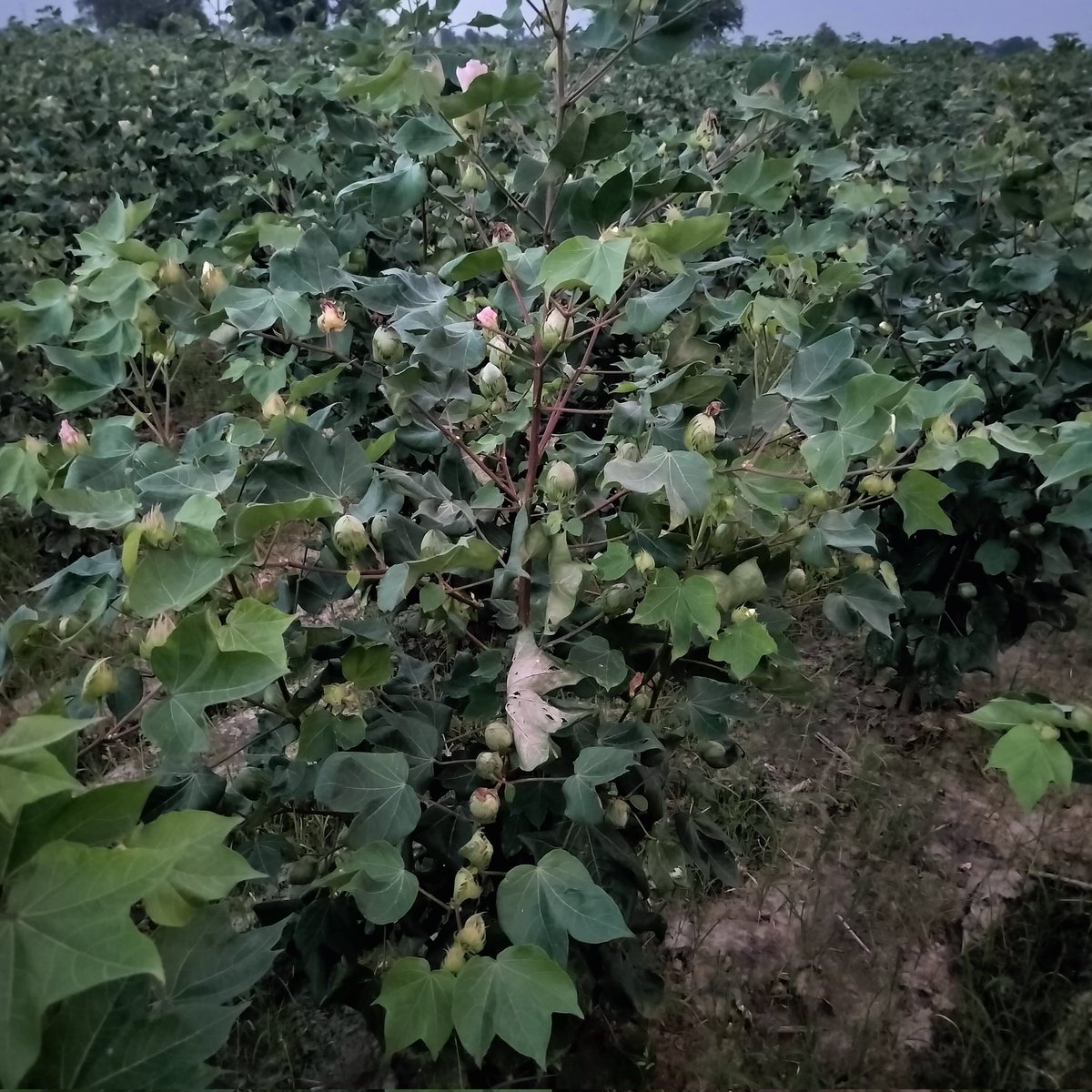 Cotton_Insight's tweet photo. Cotton Crop Bhiwani Haryana..No major pest infestation...let's hope for the best. https://t.co/a7IVJojFik