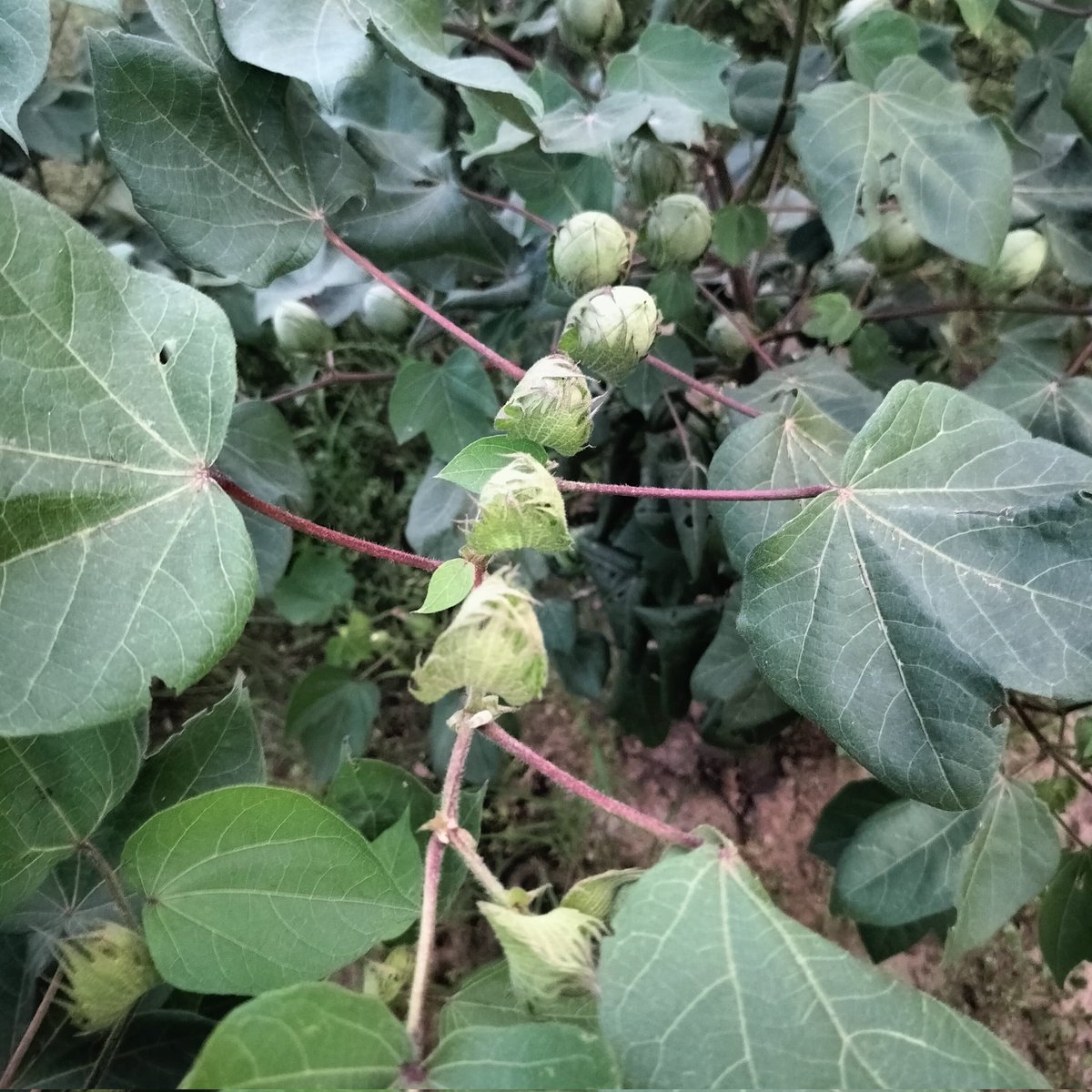 Cotton_Insight's tweet photo. Cotton Crop Bhiwani Haryana..No major pest infestation...let's hope for the best. https://t.co/a7IVJojFik