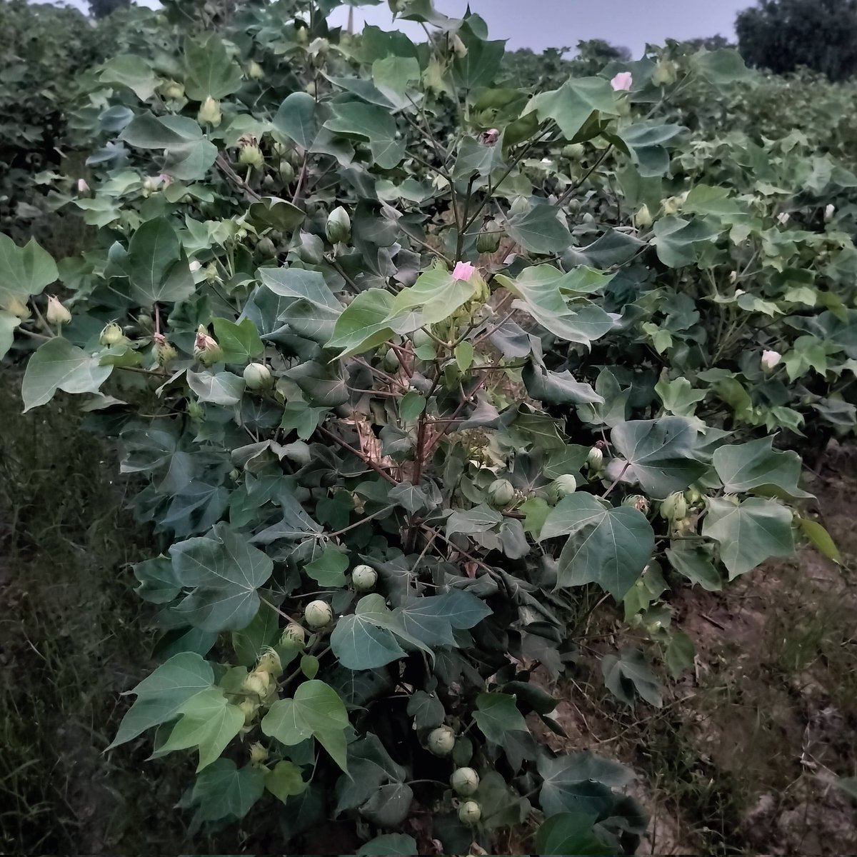 Cotton_Insight's tweet photo. Cotton Crop Bhiwani Haryana..No major pest infestation...let's hope for the best. https://t.co/a7IVJojFik