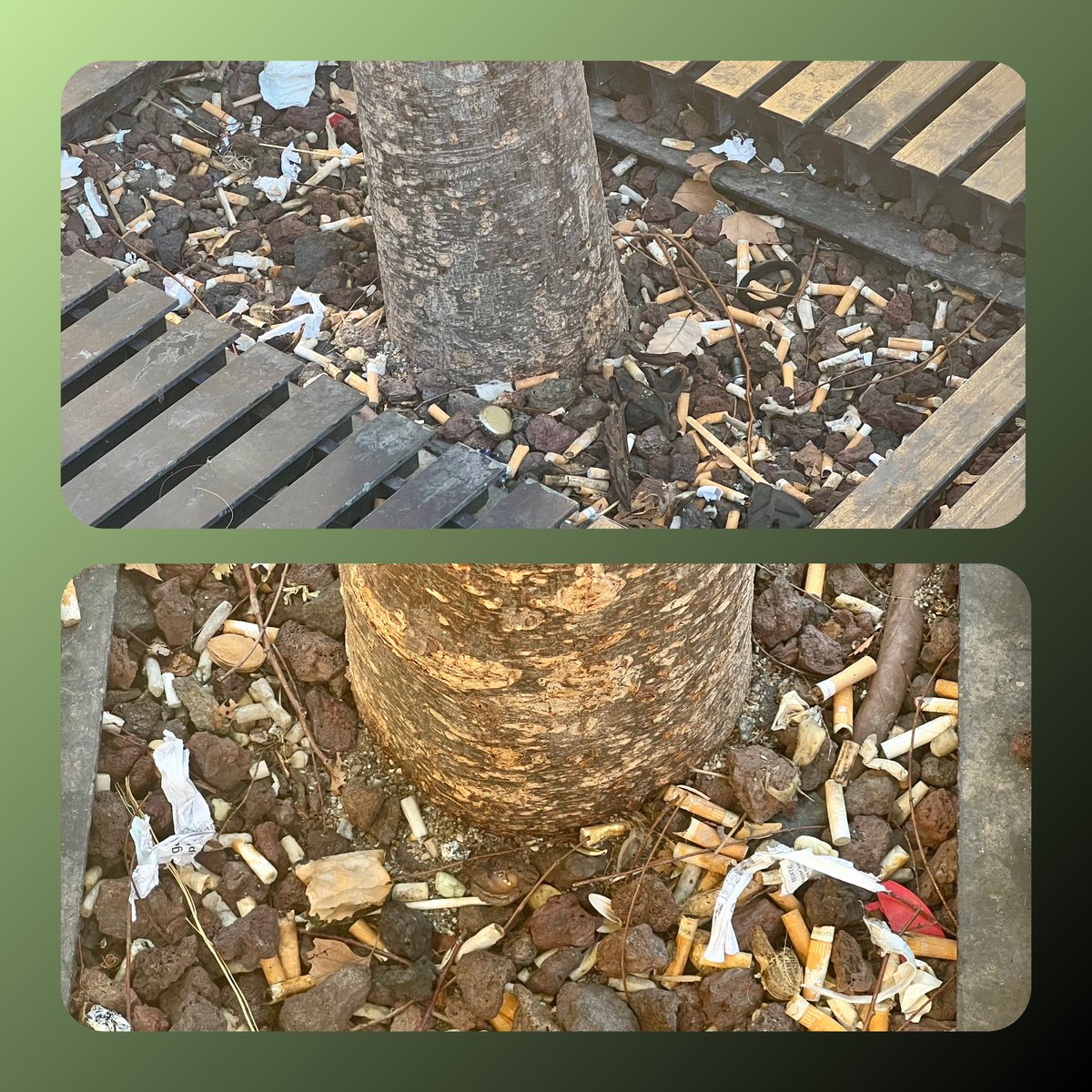 Au pied d'un arbre, station de tramway Magnan à Nice. Et si on essayait de vraiment changer nos comportements ?

At the foot of a tree, Magnan tram station in Nice. What if we tried to change our behavior for real ?

#wiiklin #wiikliners