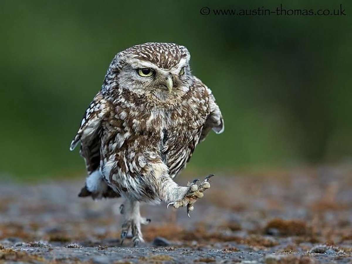 drstanakatic "When you’ve got the “eye of the tiger…” 💪🏽💪🏽
Happy Day Six of #AFitterFunnerMe , fabulous folks!! Stick with me, friends. We can do this!!! 💪🏽💪🏽💪🏽"

instagram.com/p/C-yzVnhvodE/…