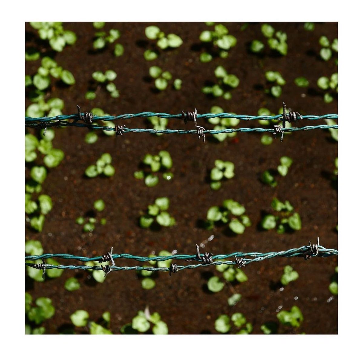 drstanakatic "Hello my little seedlings of Health, Hope, &amp; Hardiness!
What mental barbed wire have you had to cut through to join in on your Day 8 of #AFitterFunnerMe ??
#AMillionAndOneExcusesToSquigglePast
#YouGotThis !! 💪🏽💪🏽"

instagram.com/p/C-4NZj7Ok2P/…