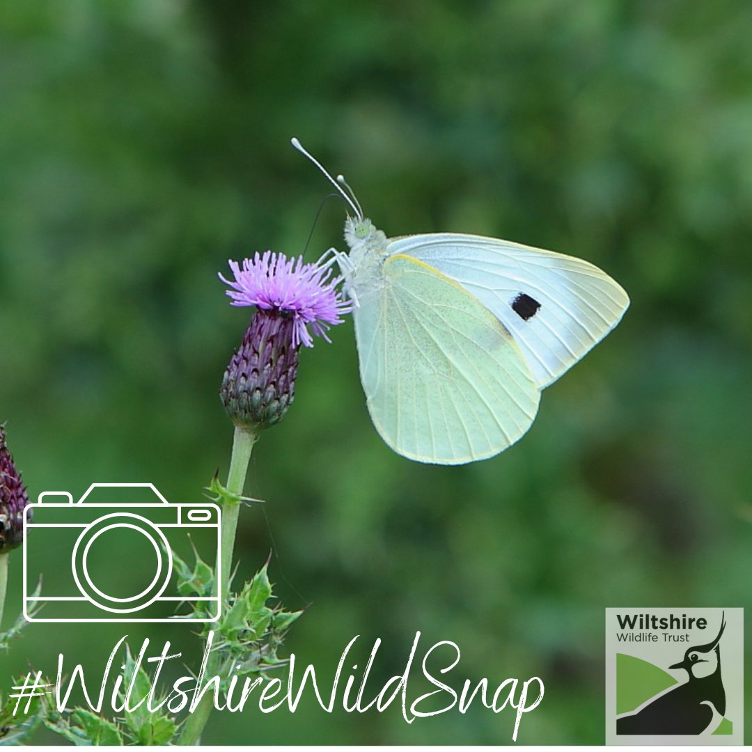 Wilts Wildlife Trust tweet media