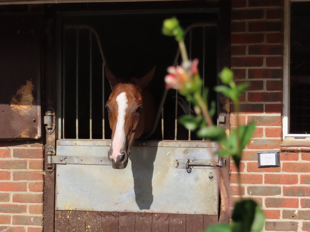 Summerdown1997's tweet photo. We’re all really gutted to say that Sleepy has had to be withdrawn from the Ebor this morning.
Unfortunately the underfoot conditions aren’t what he wants and at his age we don’t want to run him when it doesn’t make sense to.
Let’s see if we can find another race for him…👀 https://t.co/4O7VBrRkt8