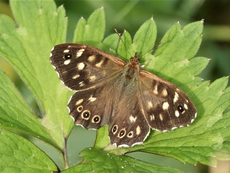 Here are Ed Wilson's sightings from yesterday at Priorslee Lake and The Flash, Telford, Shropshire <a href="/sosbirding/">ShropshireBirdingNews</a> <a href="/BC_WestMids/">West Midlands Butterfly Conservation</a> <a href="/My_Wild_Telford/">My Wild Telford</a> <a href="/BTO_Shropshire/">BTO Shropshire</a> <a href="/ShropBotany/">Shropshire Botany</a>

Photo: A Speckled Wood butterfly (Pararge aegeria)

friendsofpriorsleelake.blogspot.com/2024/08/23-aug…