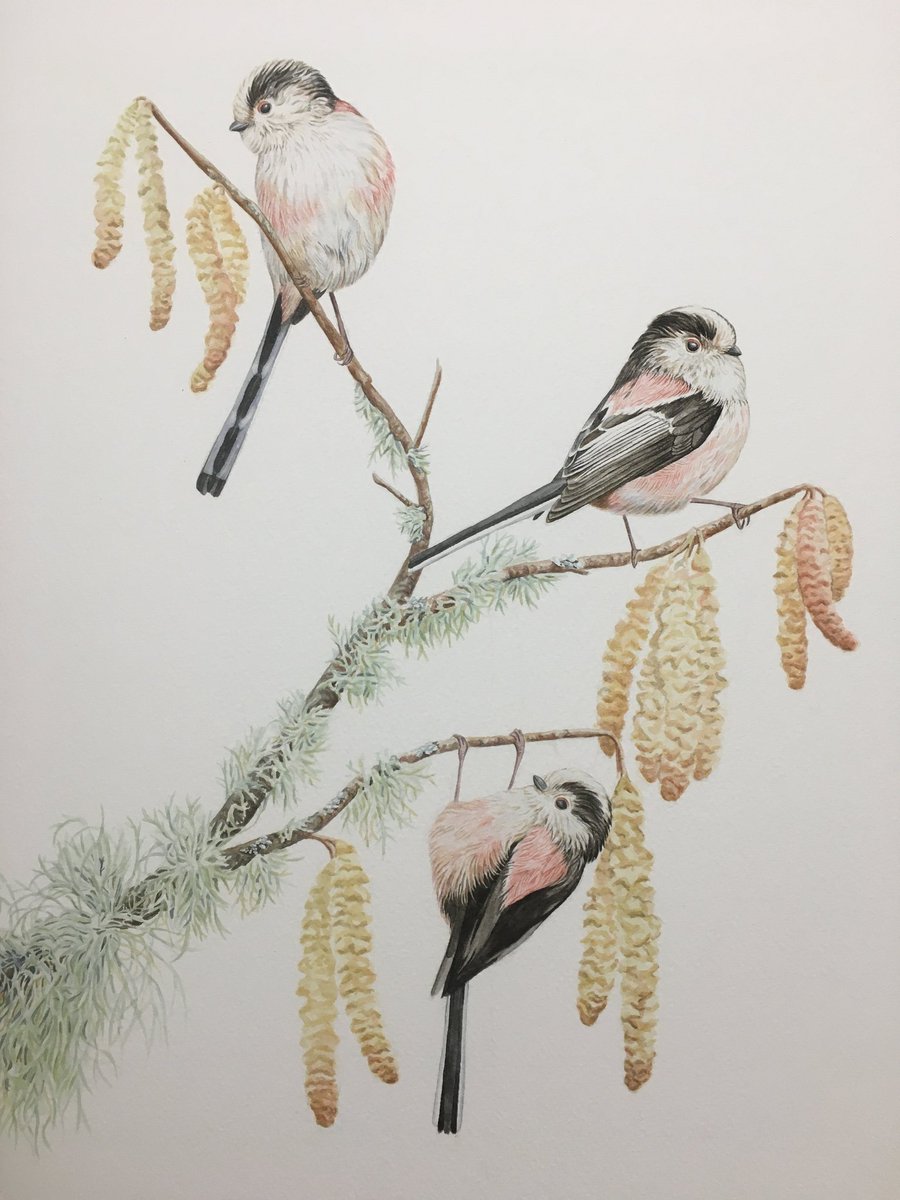 Family of Long Tailed Tits is always a joy.
Possibly my favourite garden birds!

Original for sale.
<a href="/Natures_Voice/">RSPB</a> <a href="/swlanaturaleye/">SWLA</a> #GardeningTwitter #NatureInspired