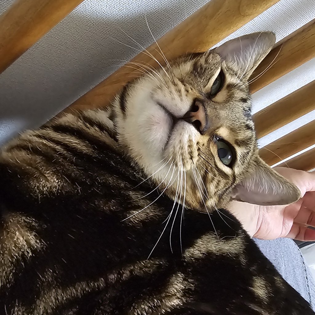 우롱이도 처음 검진 상으로는 1살 추정! 이어서 다 자랐구나~ 싶었는데
처음 왔을 때보다 입양 보낼 때 조금 더 자랐고
입양 5개월 정도 된 지금은 쪼끔 더 자랐다 ;ㅁ;

살찜이 아니라 자람... 을 느낌..!!