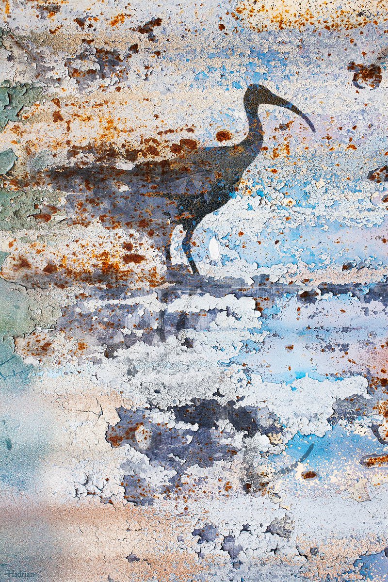 AdrianHillman's tweet photo. Artwork of an ibis in an abstract wetland from a photo of weathered paintwork on an old fence
#ibis #wetland #bird #birdart #wildlife #wildlifeart #abstractart #urbandecay #weathering
https://t.co/EhS7vrxYzZ https://t.co/mLkFb87gn7
