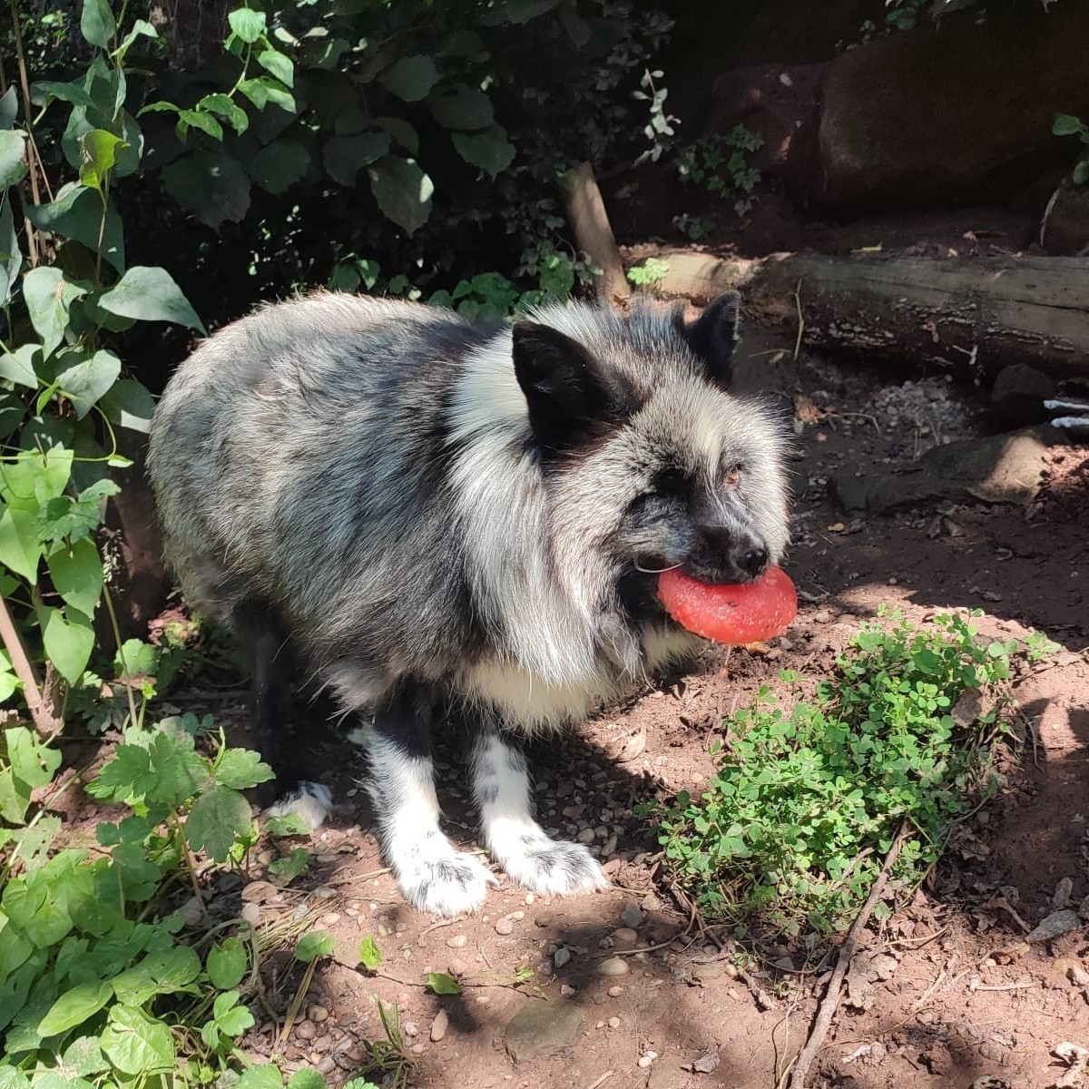 fourpawsint's tweet photo. On a hot summer day, foxes need versions of ice cream too ๐ฆ๐ฆ
The caretakers at TIERART Wild Animal Sanctuary make sure that their animals are feeling comfortable during the hot temperatures. โ๏ธ
#FoxJackson #FoxWukk https://t.co/xkSm5ppFP0