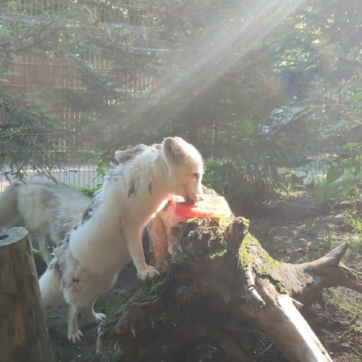 fourpawsint's tweet photo. On a hot summer day, foxes need versions of ice cream too ๐ฆ๐ฆ
The caretakers at TIERART Wild Animal Sanctuary make sure that their animals are feeling comfortable during the hot temperatures. โ๏ธ
#FoxJackson #FoxWukk https://t.co/xkSm5ppFP0