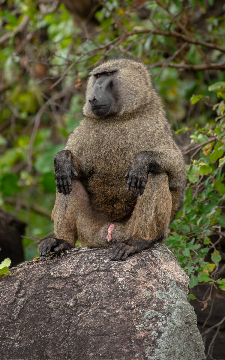 Baboons Using Tools Baboons are among the most intelligent primates on Earth. These ...