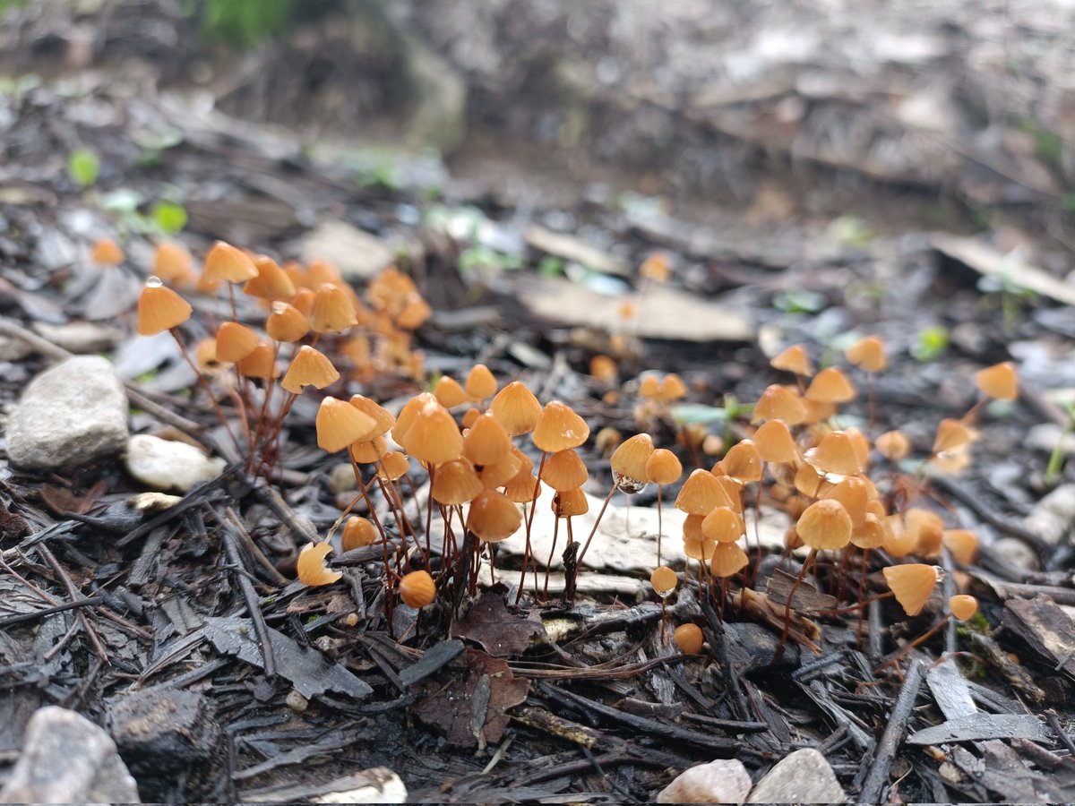 Rahul kumar (@rahulch48054598) on Twitter photo Nature alone is antique, and the oldest art a mushroom 🍄
#WFD2024 <a href="/mycoasia/">MycoAsia Journal of modern mycology</a> Nature alone is antique, and the oldest art a mushroom 🍄
#WFD2024 <a href="/mycoasia/">MycoAsia Journal of modern mycology</a>
