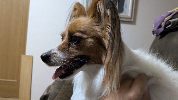 写真だと分かりませんが、雷にびびって震えています 