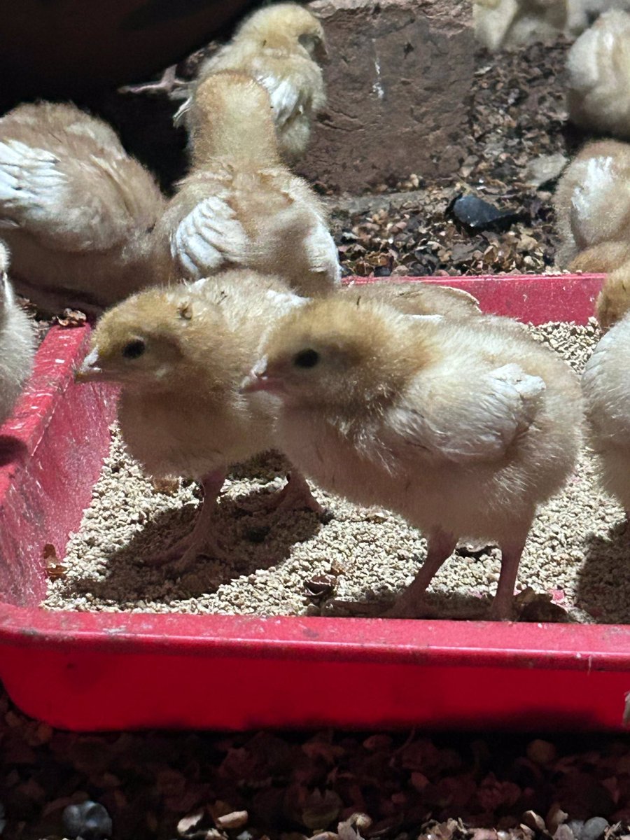 iamTurahe's tweet photo. Assignment accomplished! Removed the brooder paper and the results are amazing! My little ones π₯are thriving and loving their new space.
Next chapter, here we come!
#chickens #backyardchickens #brooderremoval #chickgrowth https://t.co/nvoKnRgba3