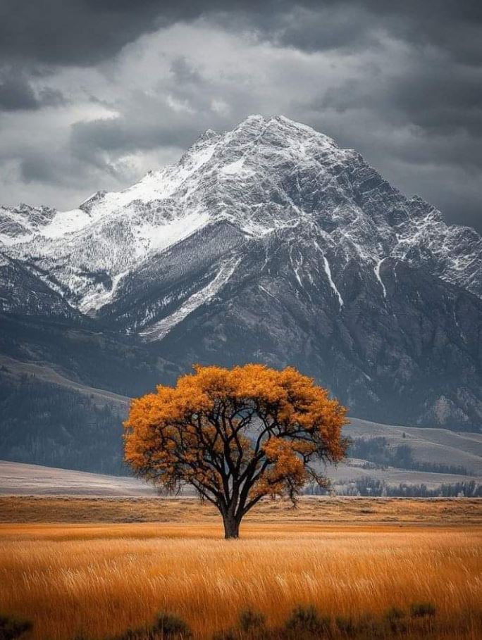 Crypto Oracle tweet media