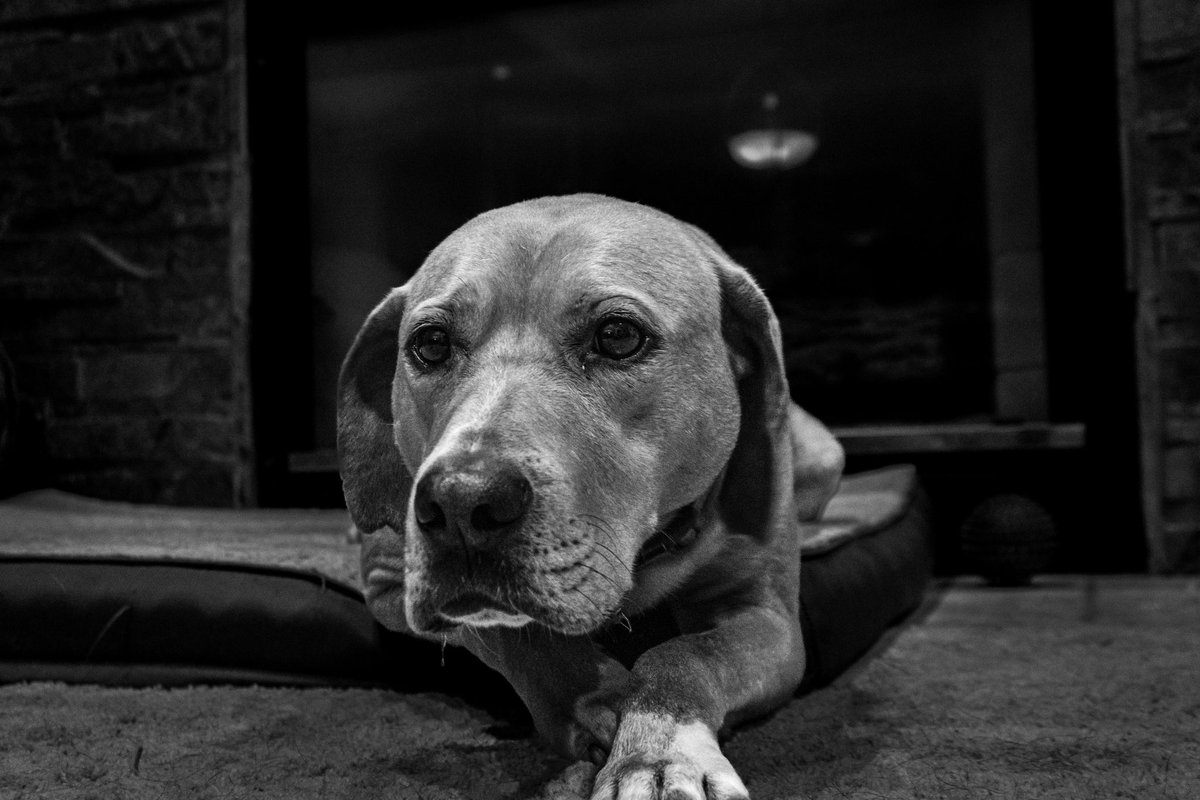 WayneKPhoto's tweet photo. My furry friends.  What would our lives be without our faithful companions?
•
•
•
#petphotography #dogs #cats #pets #blackandwhite #bnw #canon #canonmirrorless #canonr5 #woodwardcamera https://t.co/SiKDJVfS85