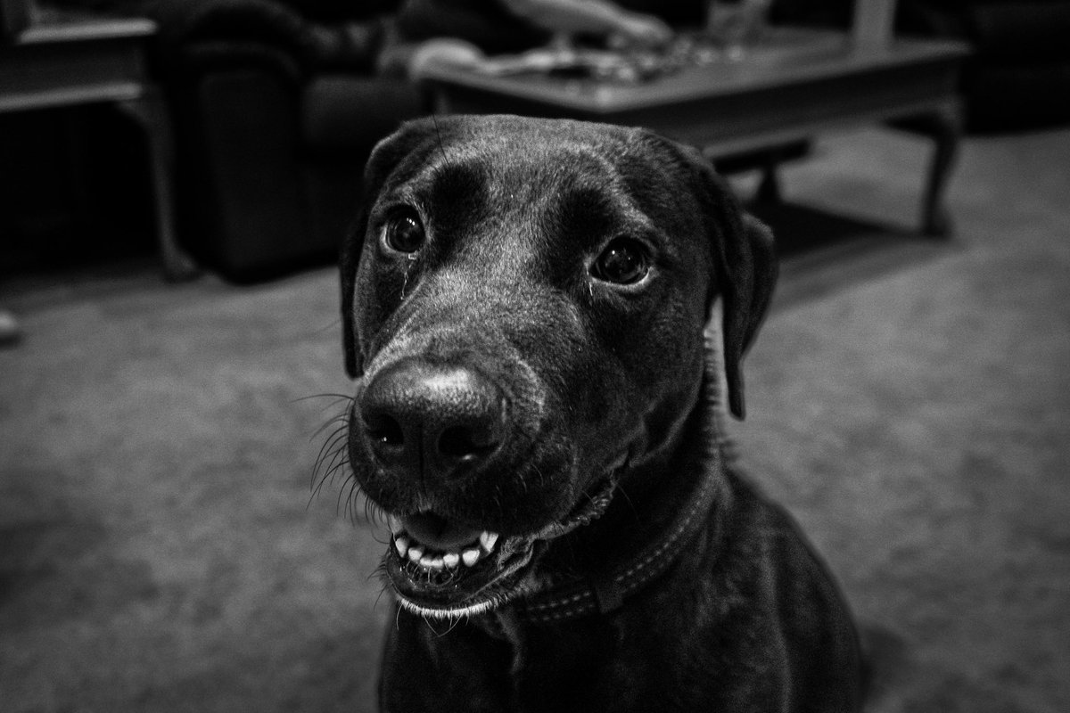 WayneKPhoto's tweet photo. My furry friends.  What would our lives be without our faithful companions?
•
•
•
#petphotography #dogs #cats #pets #blackandwhite #bnw #canon #canonmirrorless #canonr5 #woodwardcamera https://t.co/SiKDJVfS85