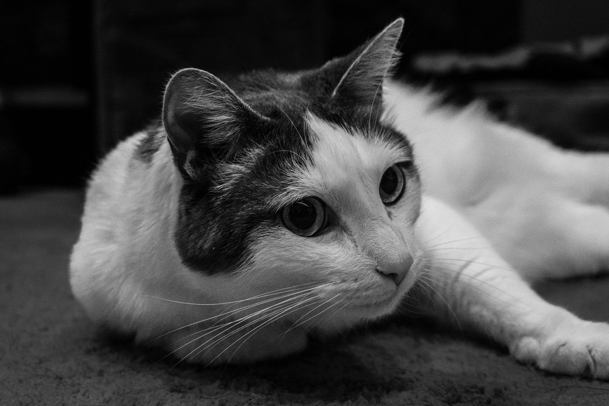 WayneKPhoto's tweet photo. My furry friends.  What would our lives be without our faithful companions?
•
•
•
#petphotography #dogs #cats #pets #blackandwhite #bnw #canon #canonmirrorless #canonr5 #woodwardcamera https://t.co/SiKDJVfS85