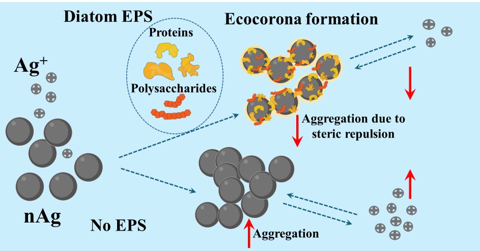 Congrats to PhD student Rocco Gasco for his Env. Sci. Nano paper showing that extracellular polymeric substances from Cyclotella meneghiniana form an ecocorona on citrate-coated nAg, reducing nanoparticle dissolution and aggregation. pubs.rsc.org/en/content/art…