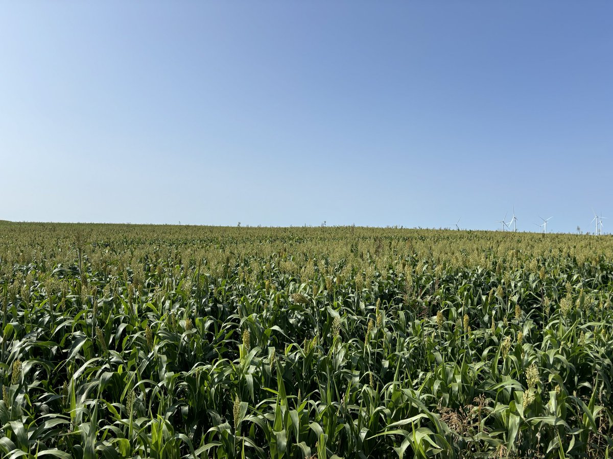 EmmanuelSagot's tweet image. Meme itinéraire technique
Meme charges operationnelles

Photo 1 sorgho fourrage non irrigué
Photo 2 sorgho fourrage irrigué
(Photo prise hier pour les 2)

L’ #irrigation me permet de tripler le rendement en fourrage de ce #sorgho destiné à mes #bovins
#agriculture