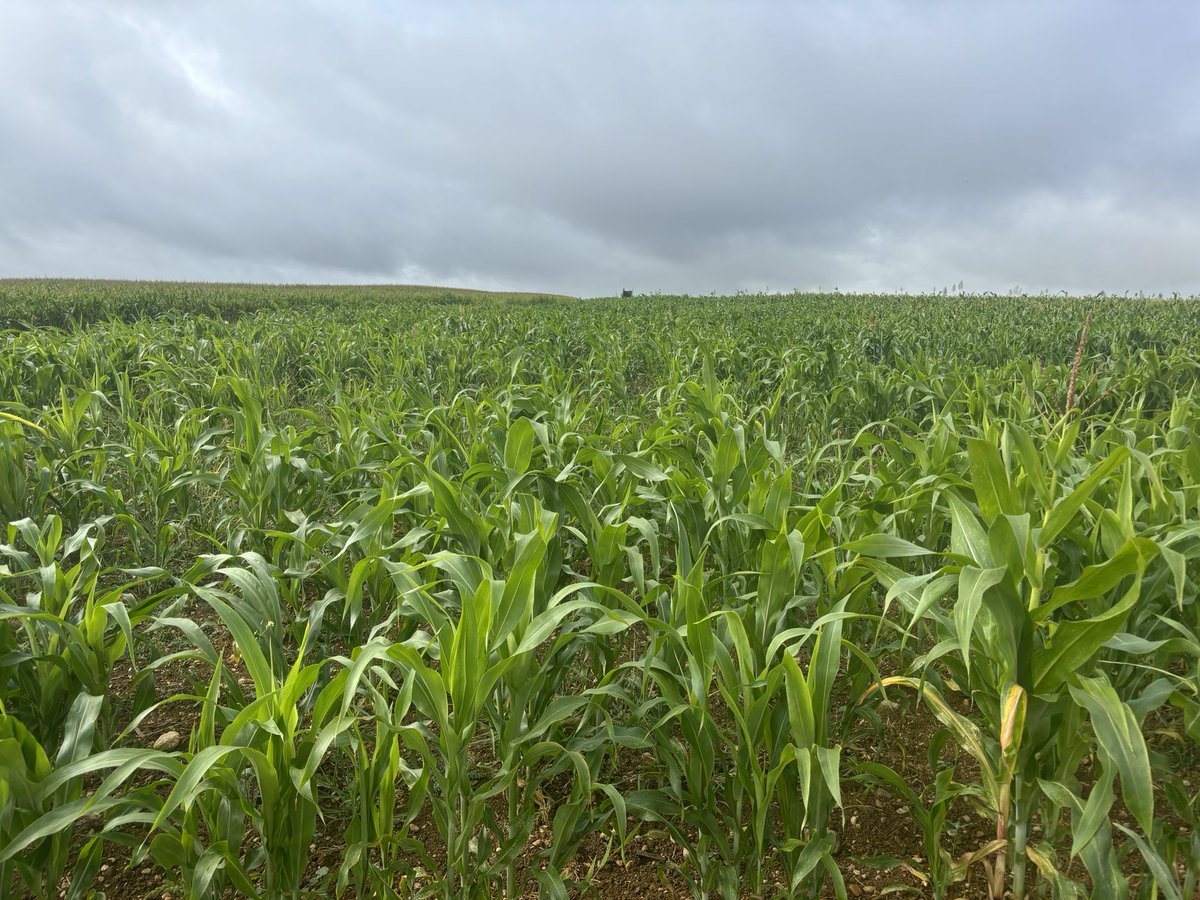 EmmanuelSagot's tweet image. Meme itinéraire technique
Meme charges operationnelles

Photo 1 sorgho fourrage non irrigué
Photo 2 sorgho fourrage irrigué
(Photo prise hier pour les 2)

L’ #irrigation me permet de tripler le rendement en fourrage de ce #sorgho destiné à mes #bovins
#agriculture