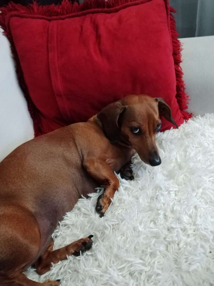 Jhoncleo1980's tweet photo. #ALERTA acá despertando y viendo al mejor programa para empezar un día sábado, con mi hija perruna cleo que tb los ve😌🤩🤩espero poder participar. 👍 https://t.co/dUJgb44xhH