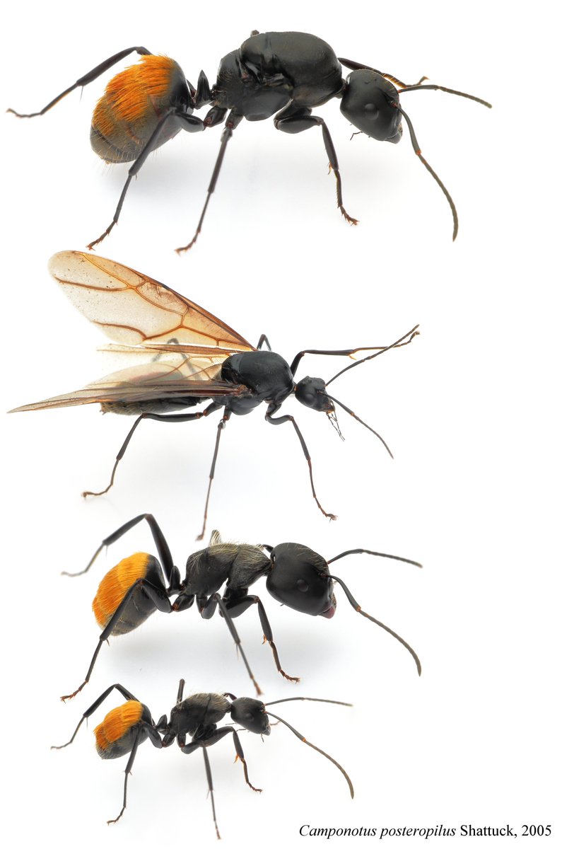 Camponotus posteropilus白バック
銀色の胸部と金色の腹部のコントラストが美しい、全てが至高のCamponotus。
Camponotus屋ならこれを見ずには死ねない。